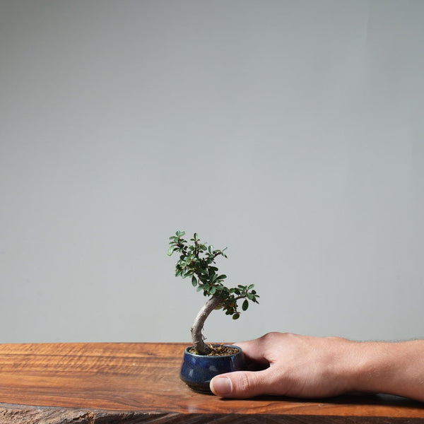 Cotoneaster Bonsai 663 - Bonsaify