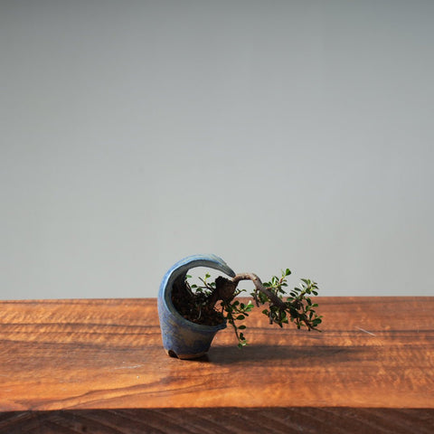 Cotoneaster Mini Bonsai #11 - Bonsaify