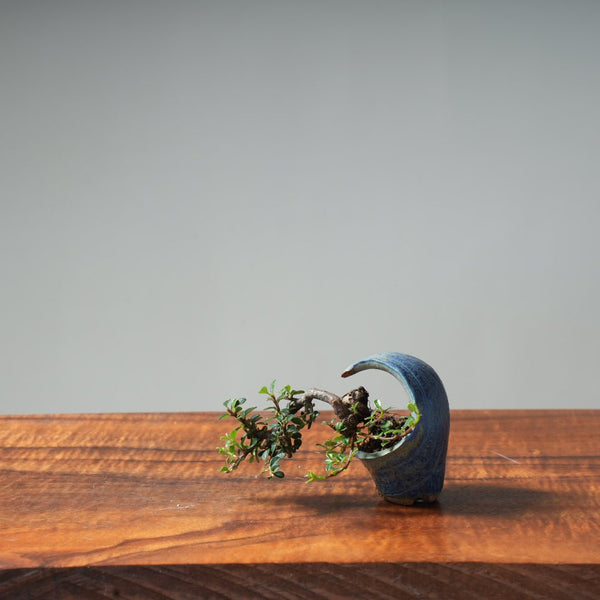 Cotoneaster Mini Bonsai #11 - Bonsaify