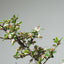 Cotoneaster Mini Bonsai Starters - Bonsaify