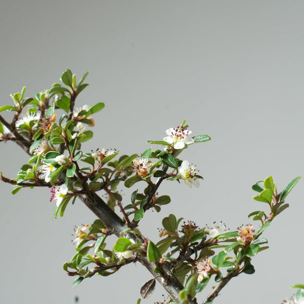 Cotoneaster Mini Bonsai Starters - Bonsaify