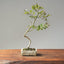 Crape Myrtle Bonsai 1106 - Bonsaify