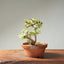 Dwarf Jade Bonsai 1264 - Bonsaify