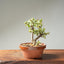 Dwarf Jade Bonsai 1264 - Bonsaify