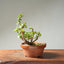 Dwarf Jade Bonsai 1267 - Bonsaify