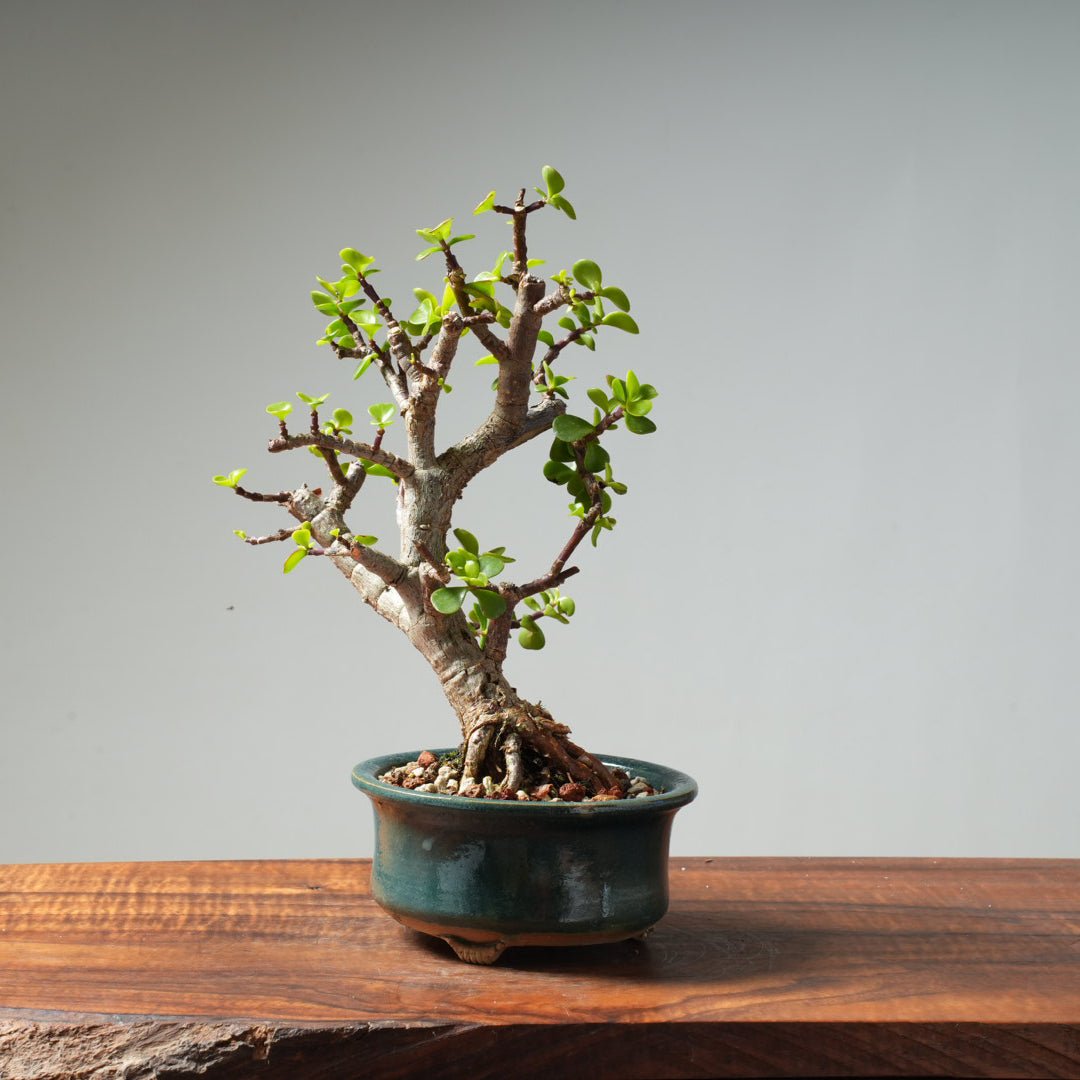Dwarf Jade Bonsai #26 - Bonsaify