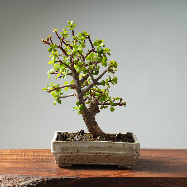 Dwarf Jade Bonsai #27 - Bonsaify