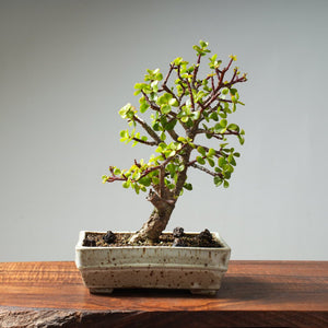 Dwarf Jade Bonsai #27 - Bonsaify