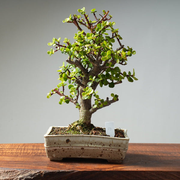 Dwarf Jade Bonsai #28 - Bonsaify