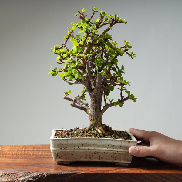 Dwarf Jade Bonsai #28 - Bonsaify