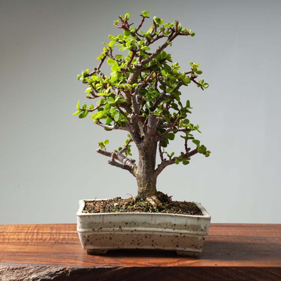 Dwarf Jade Bonsai #28 - Bonsaify