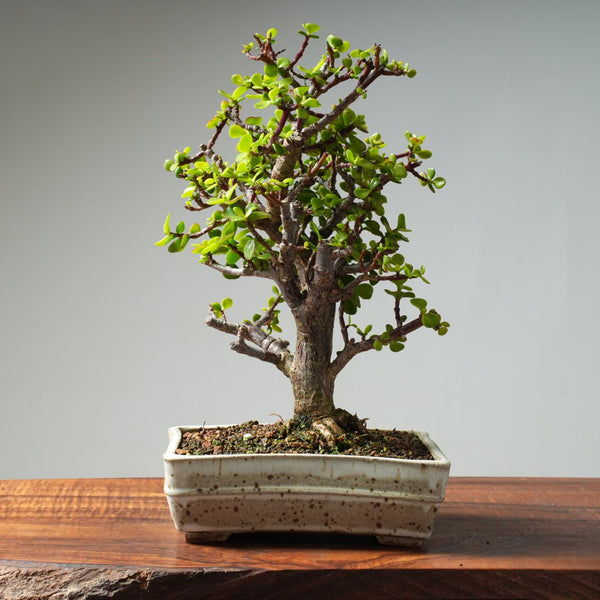 Dwarf Jade Bonsai #28 - Bonsaify