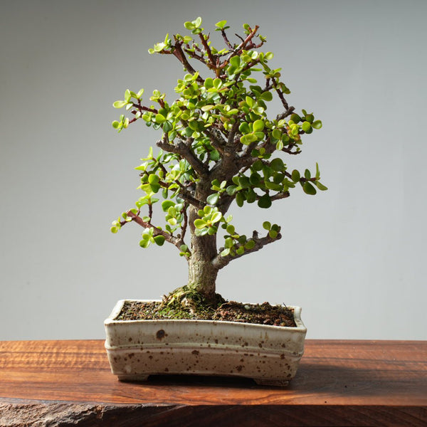 Dwarf Jade Bonsai #28 - Bonsaify
