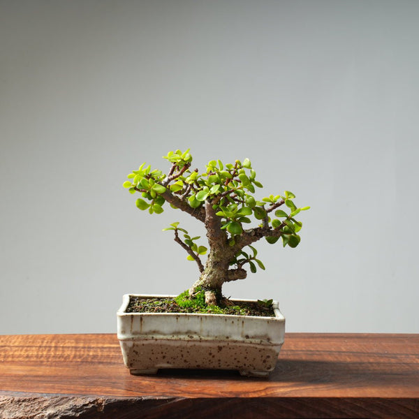 Dwarf Jade Bonsai #29 - Bonsaify