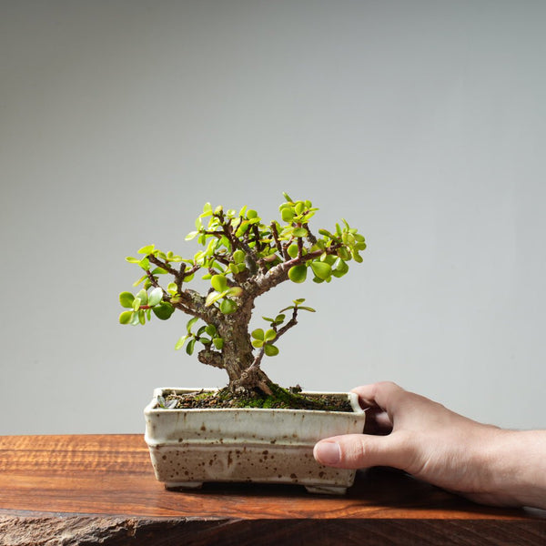 Dwarf Jade Bonsai #29 - Bonsaify