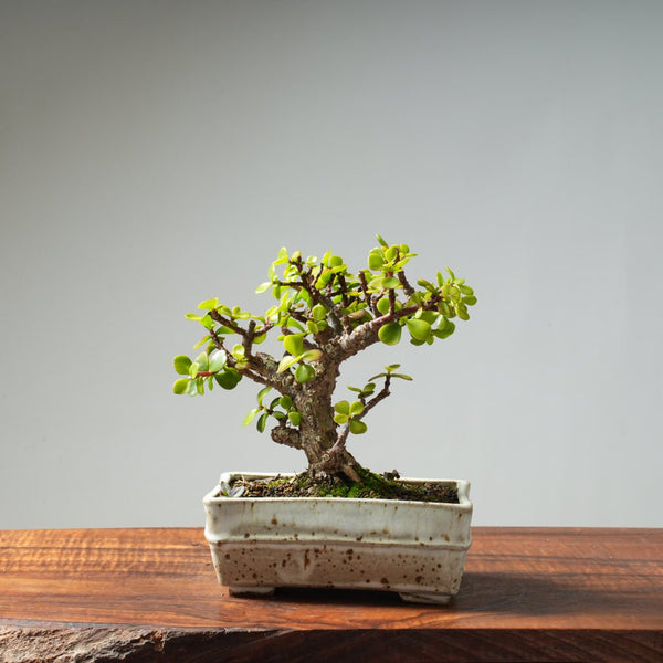 Dwarf Jade Bonsai #29 - Bonsaify