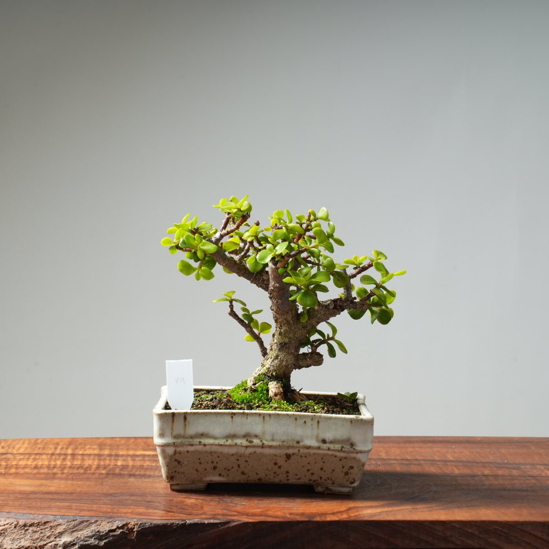Dwarf Jade Bonsai #29 - Bonsaify
