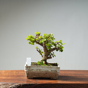 Dwarf Jade Bonsai #29 - Bonsaify
