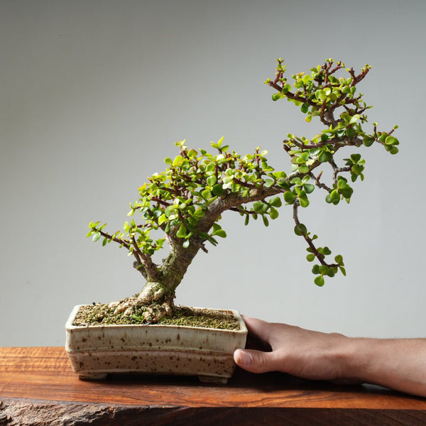 Dwarf Jade Bonsai #30 - Bonsaify
