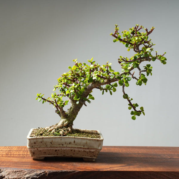 Dwarf Jade Bonsai #30 - Bonsaify