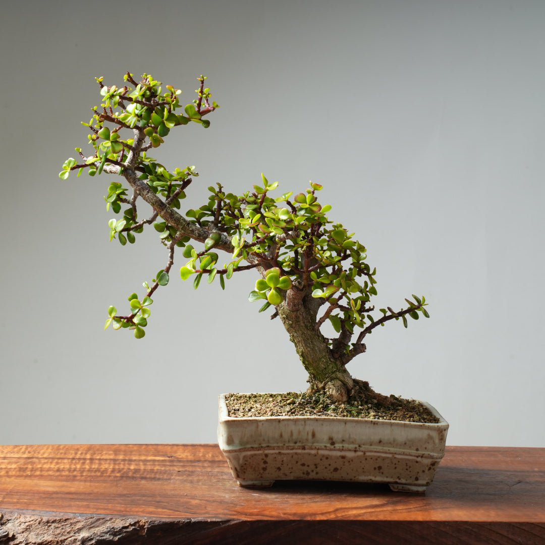 Dwarf Jade Bonsai #30 - Bonsaify