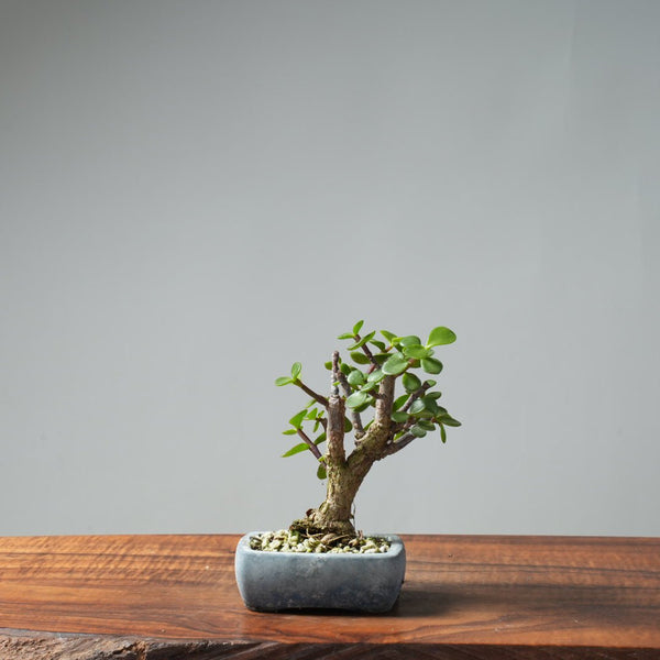 Dwarf Jade Bonsai 664 - Bonsaify