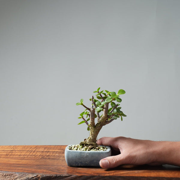 Dwarf Jade Bonsai 664 - Bonsaify