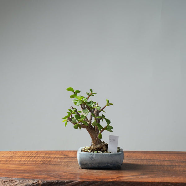 Dwarf Jade Bonsai 664 - Bonsaify