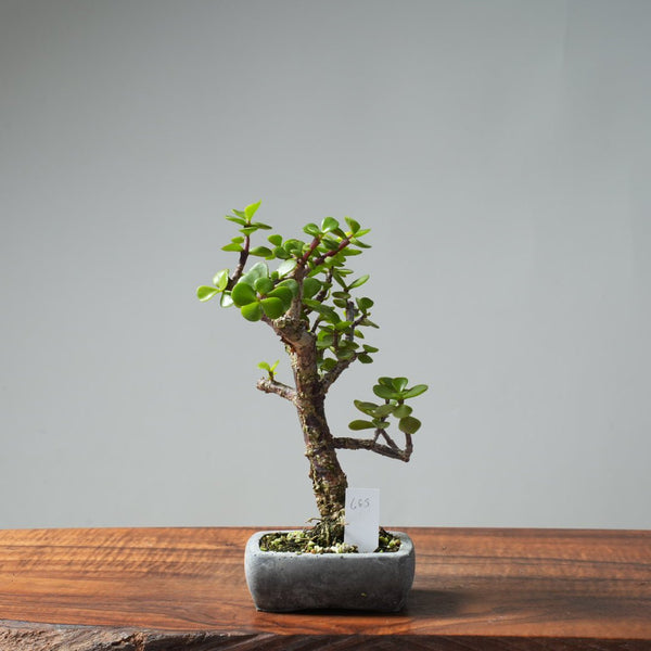 Dwarf Jade Bonsai 665 - Bonsaify