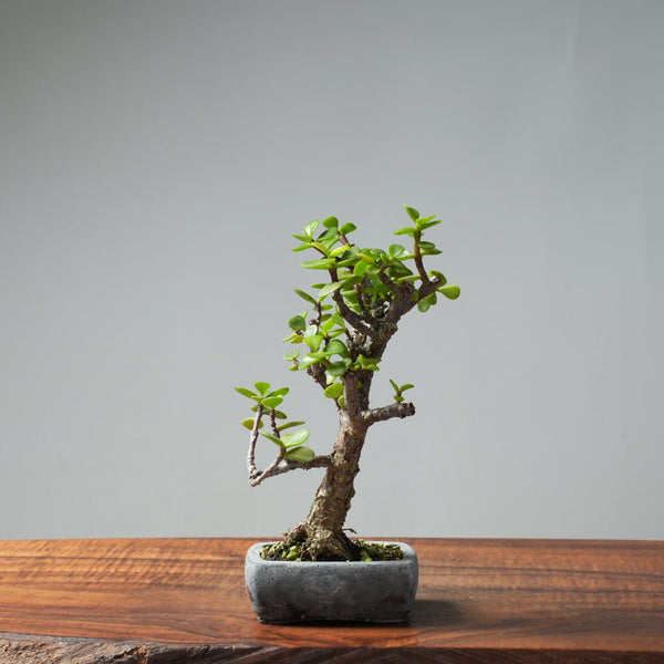 Dwarf Jade Bonsai 665 - Bonsaify