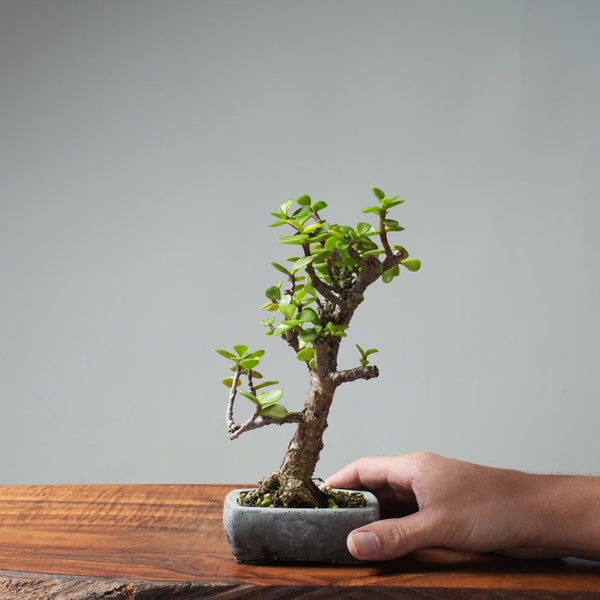 Dwarf Jade Bonsai 665 - Bonsaify