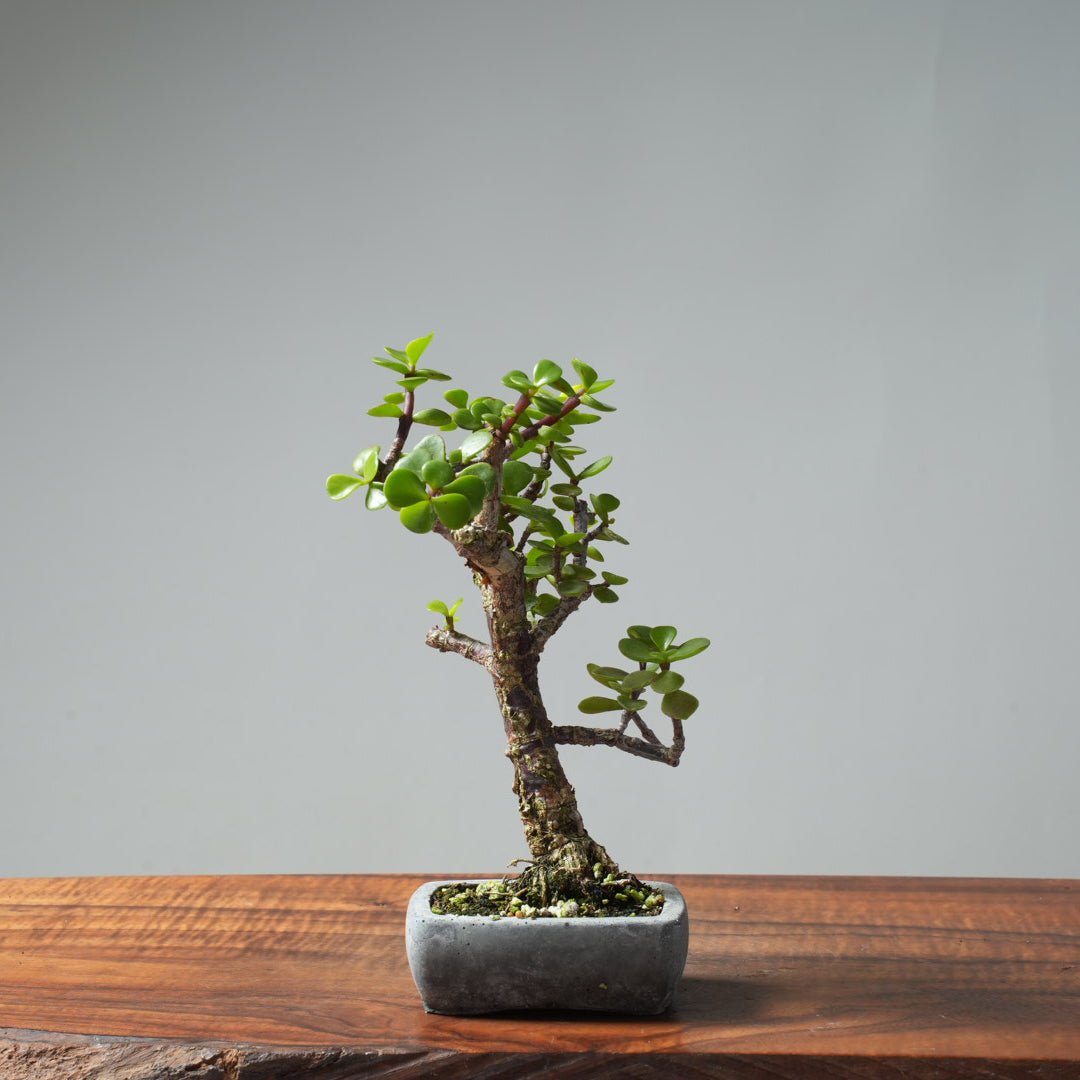 Dwarf Jade Bonsai 665 - Bonsaify