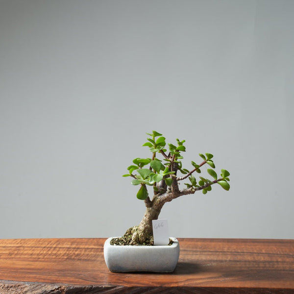 Dwarf Jade Bonsai 666 - Bonsaify