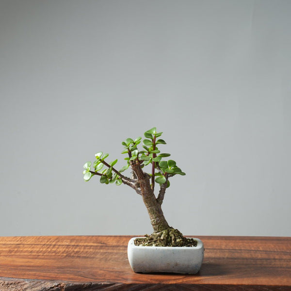 Dwarf Jade Bonsai 666 - Bonsaify