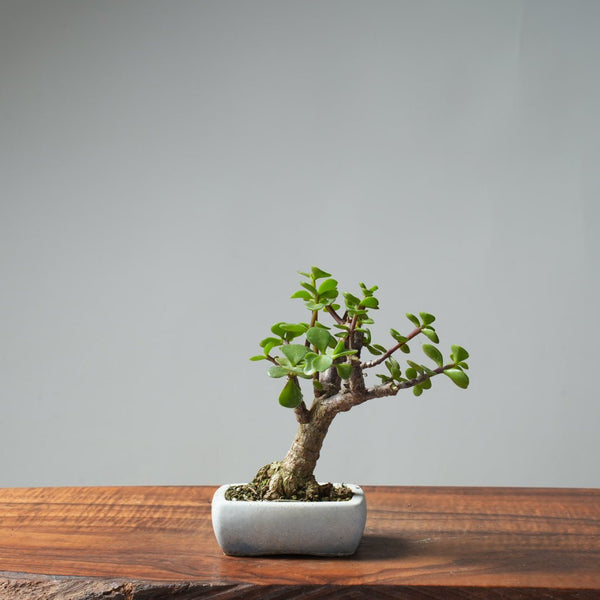 Dwarf Jade Bonsai 666 - Bonsaify