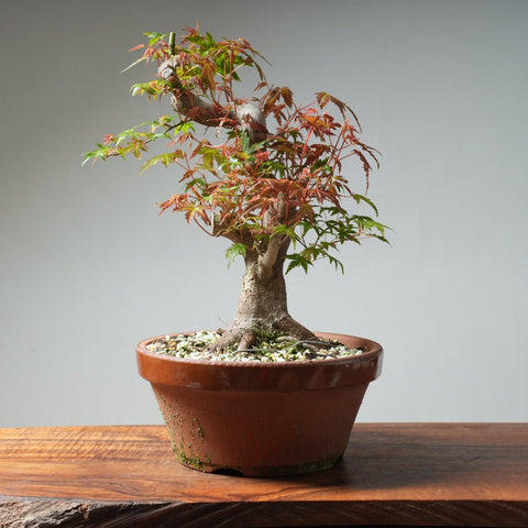 Dwarf Japanese Maple Bonsai 306 - Bonsaify