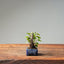 European Birch 1039 - Bonsaify
