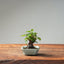 European Birch 1041 - Bonsaify
