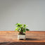 European Birch 1042 - Bonsaify