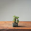 European Birch 1043 - Bonsaify
