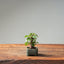 European Birch 1043 - Bonsaify