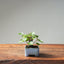 European Birch 1044 - Bonsaify