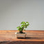 European Birch 1045 - Bonsaify