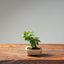 European Birch 1045 - Bonsaify