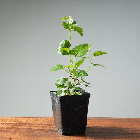 European Birch Bonsai Starter - Bonsaify