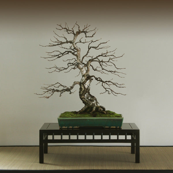 European Birch Bonsai Starter - Bonsaify