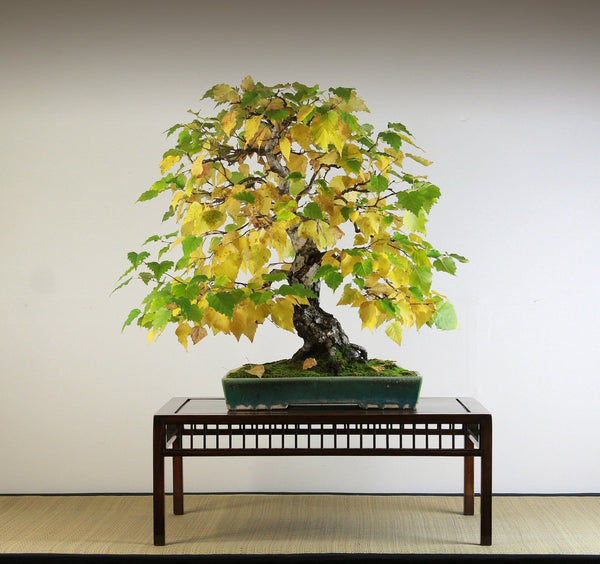 European Birch Bonsai Starter - Bonsaify