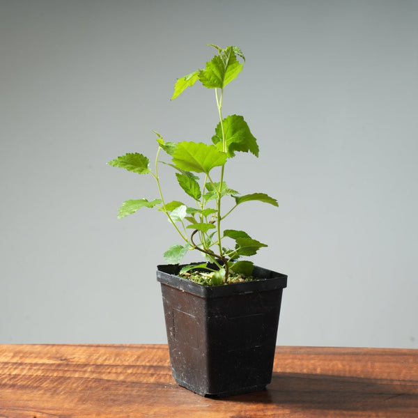 European Birch Bonsai Starter - Bonsaify