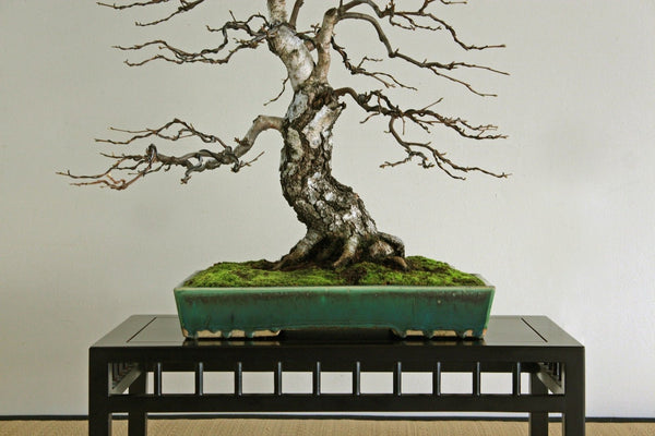 European Birch Bonsai Starter - Bonsaify