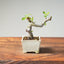 European Crabapple Bonsai 1217 - Bonsaify